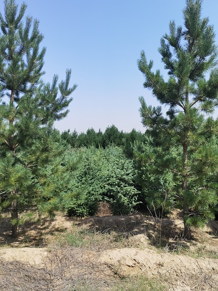 山西5米樟子松